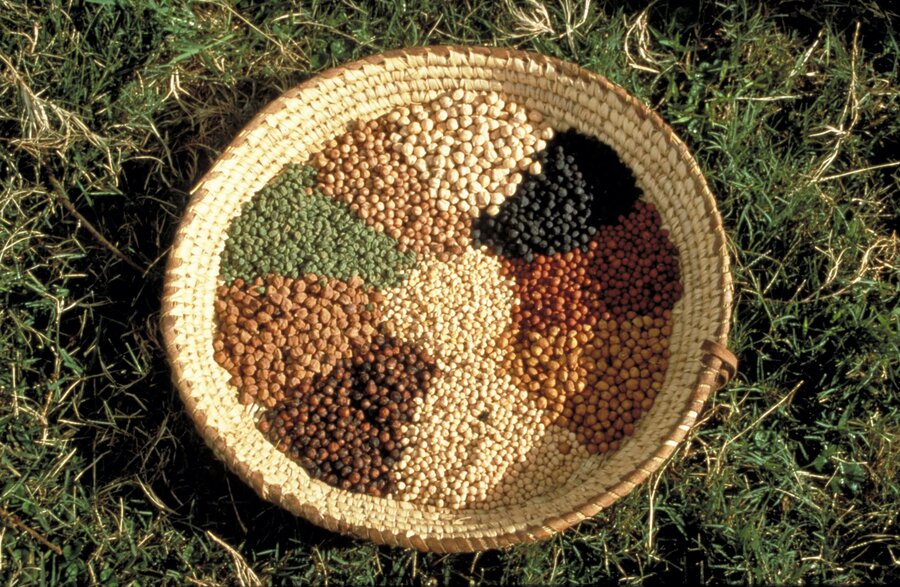 Lentil
