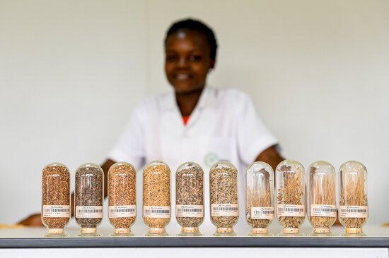 Jars containing different samples of African Rice conserved at the new AfricaRice genebank
