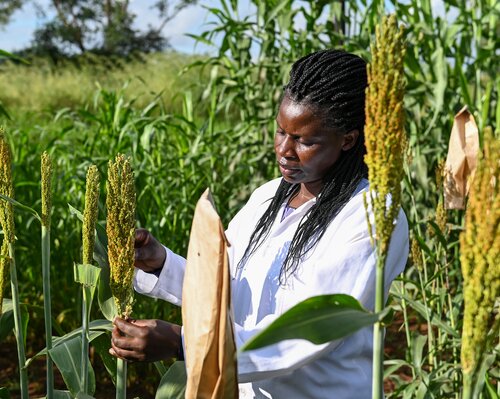 Sorghum