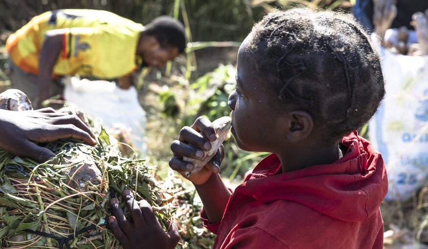 Small scale farms and community groups line the road from Samfya to Mansa and focus on Cassava production for local consumption and to a lesser extent starch export.