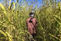 Small-scale farming of maize crops on the cusp of harvest time south of Serenje, Zambia.