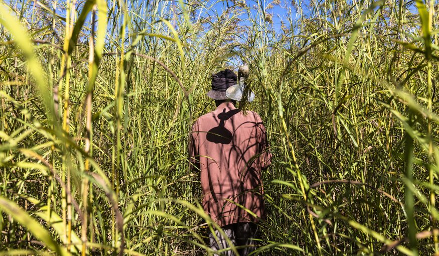 Small-scale farming of maize crops on the cusp of harvest time south of Serenje, Zambia.