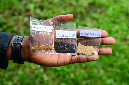 Why This Leaf, and Not That One? A Photo Story about Choice