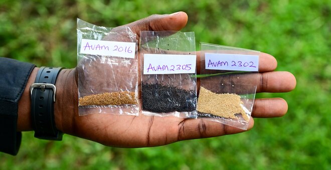 Why This Leaf, and Not That One? A Photo Story about Choice