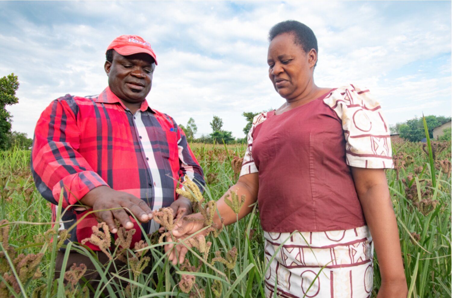 Farmers and genebank staff in finger millet field. 