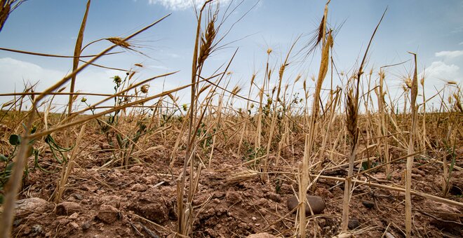 Food Prices and Security Hit by ‘Heatflation’ as Summer Heat Wave Ravages Crops Worldwide