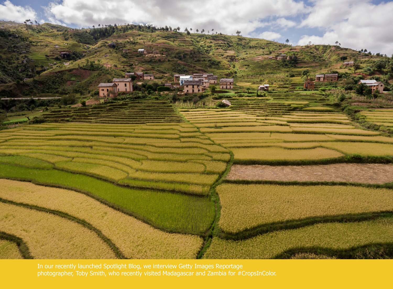 Rice terraces at different stages of maturity in a Betsileo village. Betsileo communities in the central highlands are especially renowned for their advanced rice farming. Wherever a flat surface exists – or can be built – rice can be planted. The farmers sow a wide assortment of local types at different times, employing irrigation to grow some in the dry season and waiting for the rainy season to plant others. This diversity is all at once a source of efficiency, security, cultural identity, and pride.