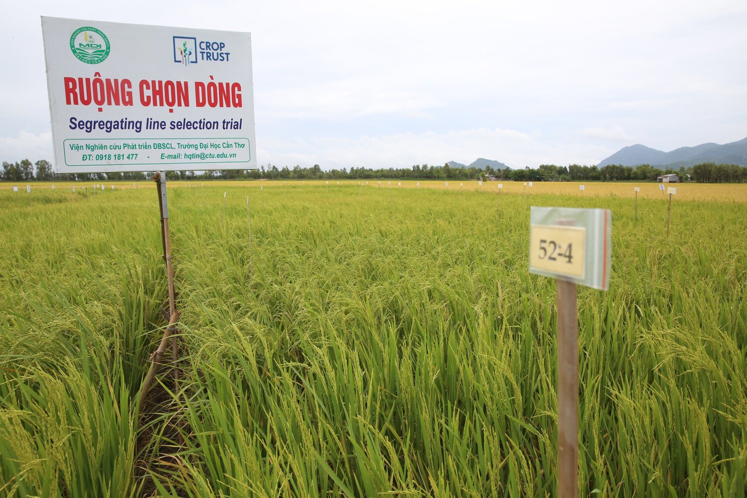 The “Participatory Evaluation of CWR introgressed genetic resources in rice in the Mekong Delta, Vietnam” is one of 19 pre-breeding efforts (100+ partners in 45 countries) which form part of the Crop Wild Relatives Project “Adapting Agriculture to Climate Change: Collecting, Protecting and Preparing Crop Wild Relatives,” funded by the Norwegian Government, and coordinated by the Crop Trust with the Millennium Seed Bank, Kew. Photo: L.M. Salazar 