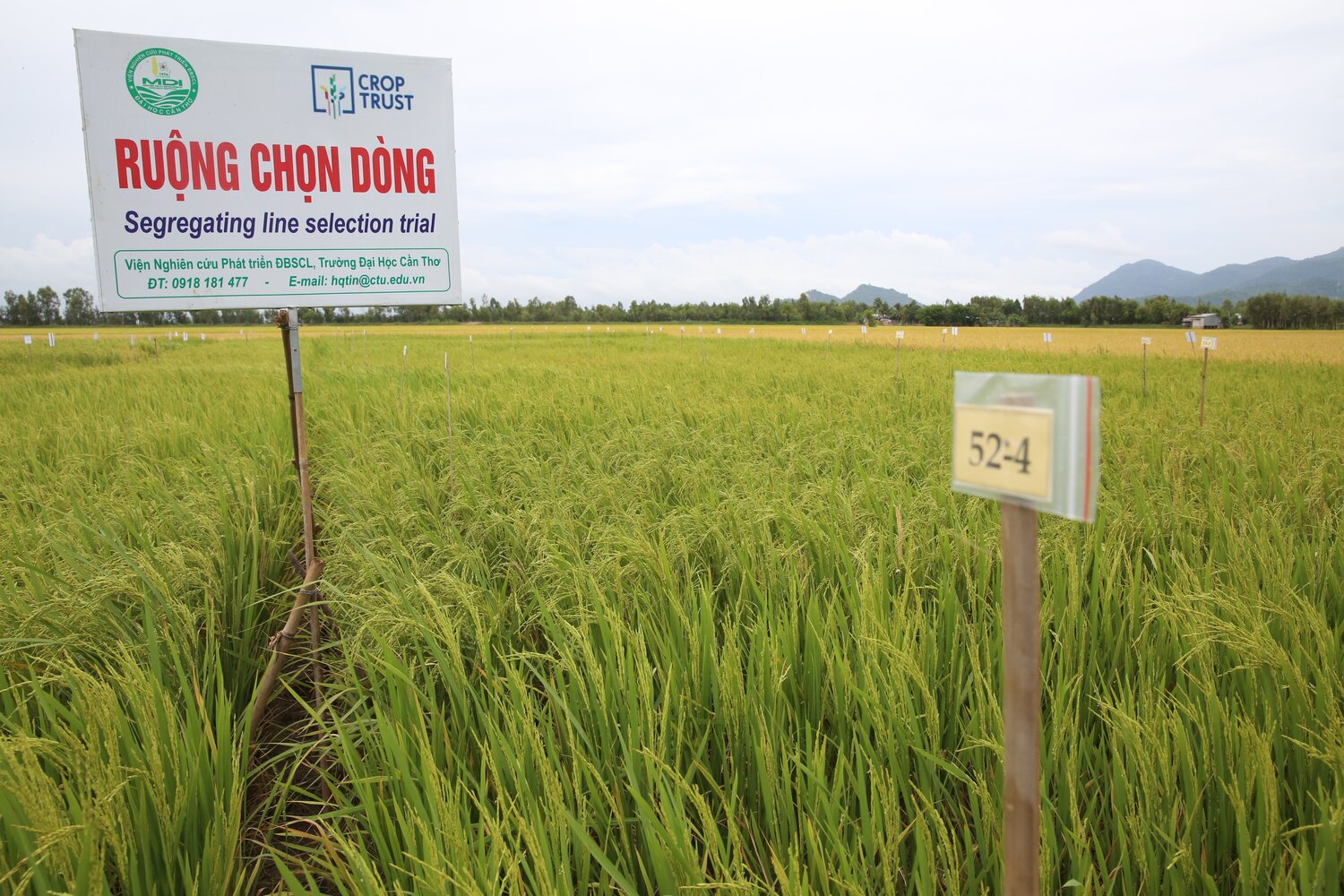 The “Participatory Evaluation of CWR introgressed genetic resources in rice in the Mekong Delta, Vietnam” is one of 19 pre-breeding efforts (100+ partners in 45 countries) which form part of the Crop Wild Relatives Project “Adapting Agriculture to Climate Change: Collecting, Protecting and Preparing Crop Wild Relatives,” funded by the Norwegian Government, and coordinated by the Crop Trust with the Millennium Seed Bank, Kew. Photo: L.M. Salazar