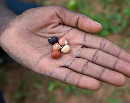 Bambara groundnut