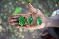 Jute mallow leaves. Photo: Neil Palmer/Crop Trust