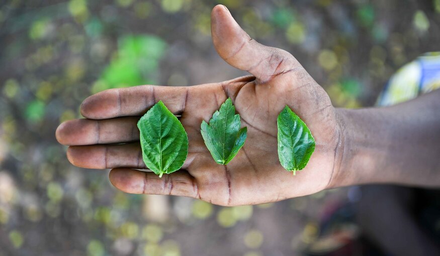 Jute mallow leaves. Photo: Neil Palmer/Crop Trust