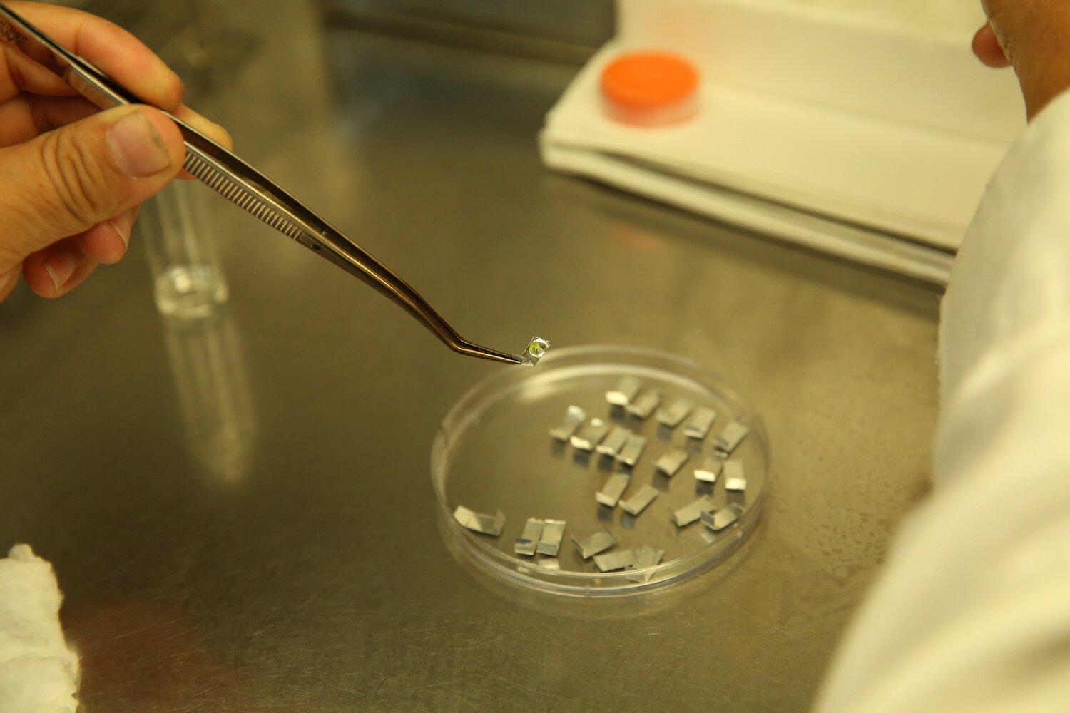 Aluminum foils strips with treated potato shoot tips ready for cryopreservation