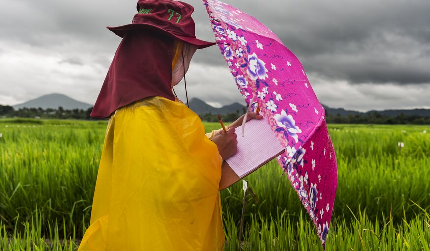 IRRI, LOS BANOS, PHILIPPINES, 9 AUGUST 2016: Workers conduct drought resistance rice sampling at the International Rice Research Institute. IRRI is the world’s premier research organization dedicated to reducing poverty and hunger through rice science; improving the health and welfare of rice farmers and consumers; and protecting the rice-growingenvironment for future generations. IRRI is an independent, nonprofit research andeducational institute founded in 1960 by the Ford and Rockefeller foundations, withsupport from the Philippine government. The institute, headquartered in LosBaños,Philippines, has offices in 17 rice-growing countries in Asia and Africa, and About 1,000 staff members. Working with in-country partners, IRRI develops advanced rice varieties that yield more grain and better withstand pests and disease as well as flooding, drought, and other destructive effects of climate change. More than half of the rice area in Asia is planted to IRRI-bred varieties or their progenies. The institute develops new and improved methods and technologies that enable farmers to manage their farms profitably and sustainably, and recommends rice varieties and agricultural practices suitable to particular farm conditions as well as consumer preferences. IRRI assists national agricultural research and extension systems in formulating and implementing country rice sector strategies. (Photo by Brent Stirton/Reportage by Getty Images for Crop Trust.)