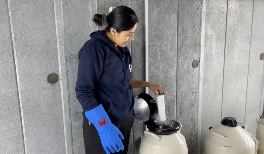 INIAP genebank's lab technician Raquel Andrango shows crops conserved in cryo at Ecuador's genebank. Photo: Marta Millere/Crop Trust