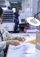 A genebank technician busy checking rice quality at the IRRI in he Philippines.