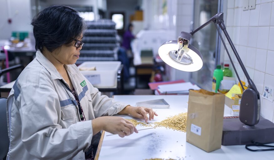 A genebank technician busy checking rice quality at the IRRI in he Philippines.