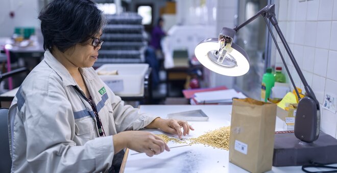 A genebank technician busy checking rice quality at the IRRI in he Philippines.