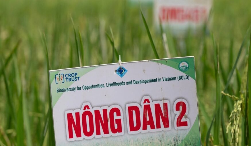 Vietnam Nong Dan Rice