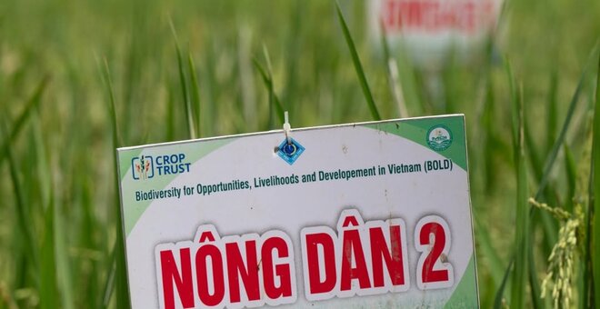 Vietnam Nong Dan Rice