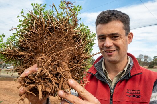 Alfalfa breeder Alan Humphries (SARDI) examines the crown and root of an alfalfa plant ('Medicago sativa') at the Waite Institute, Adelaide, South Australia. Photo: Michael Major/Crop Trust