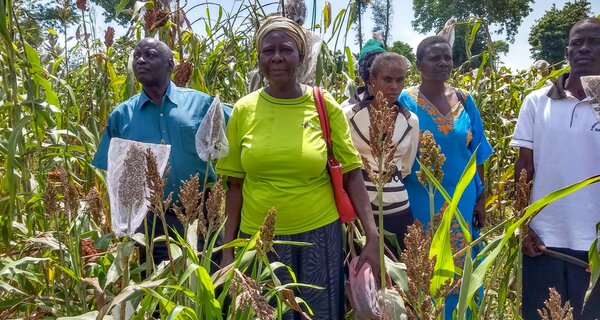 Farmer group in Kenya looking at sorghum