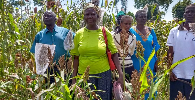 Farmer group in Kenya looking at sorghum