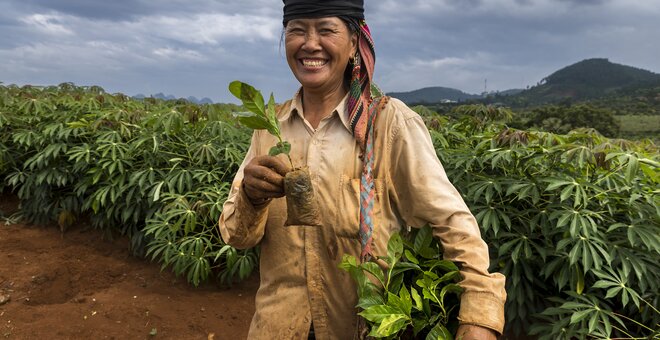 A farmer of the Thái ethnic group carries tree seedlings to be planted between fields of cassava in Sơn La Province. The many minority groups of this remote and mountainous region practice diverse farming systems that often include cassava as a key part. The popular varieties, bred for the region, grow relatively low and dense as they efficiently use sunlight to produce their starchy edible roots under the soil.