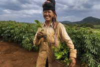 A farmer of the Thái ethnic group carries tree seedlings to be planted between fields of cassava in Sơn La Province. The many minority groups of this remote and mountainous region practice diverse farming systems that often include cassava as a key part. The popular varieties, bred for the region, grow relatively low and dense as they efficiently use sunlight to produce their starchy edible roots under the soil.