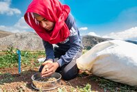 Collecting Medicago seed in regeneration plots of ICARDA Terbol. Photo: Michael Major/Crop Trust