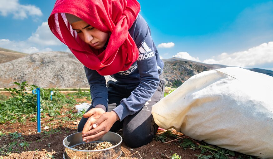 Collecting Medicago seed in regeneration plots of ICARDA Terbol. Photo: Michael Major/Crop Trust