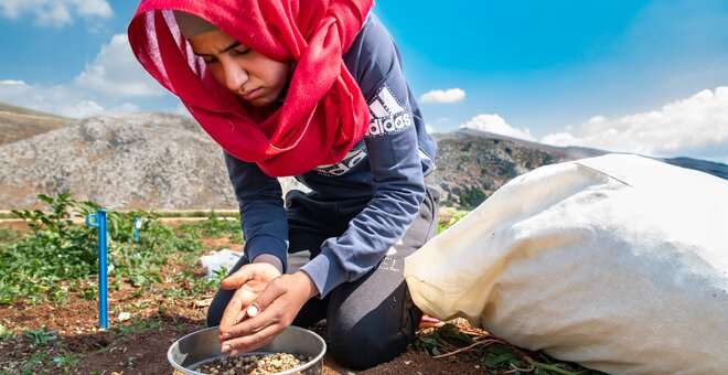 Collecting Medicago seed in regeneration plots of ICARDA Terbol. Photo: Michael Major/Crop Trust