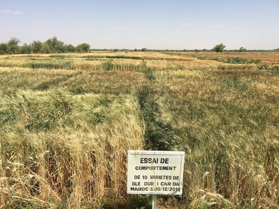 Testing and evaluation of ICARDA durum Daara. Photo credit: Filippo M Bassi