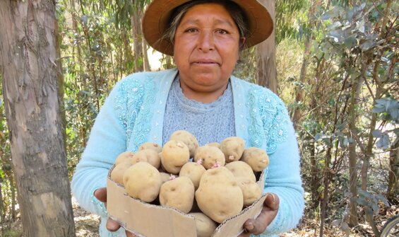 CIP-Matilde Potato Variety