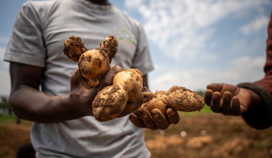 How Wild Potato Genes Can Help East African Farmers Beat the ‘Chemical Tax’