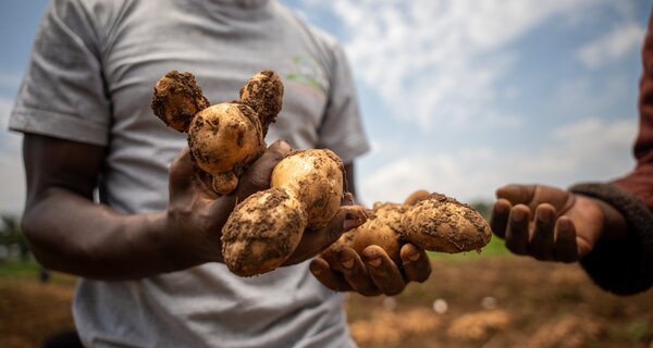 How Wild Potato Genes Can Help East African Farmers Beat the ‘Chemical Tax’