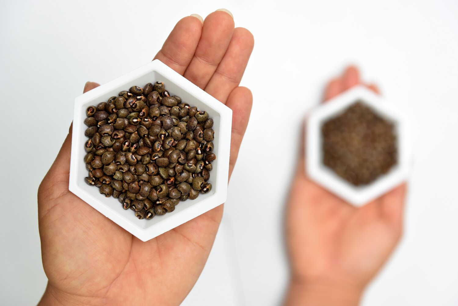 Bermuda bean conserved at CIAT in Cali, Colombia. Photo: Neil Palmer