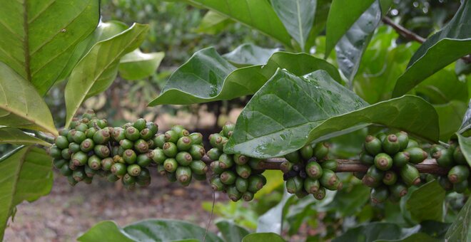 Calling All Coffee Lovers: Let's Save Coffee Together