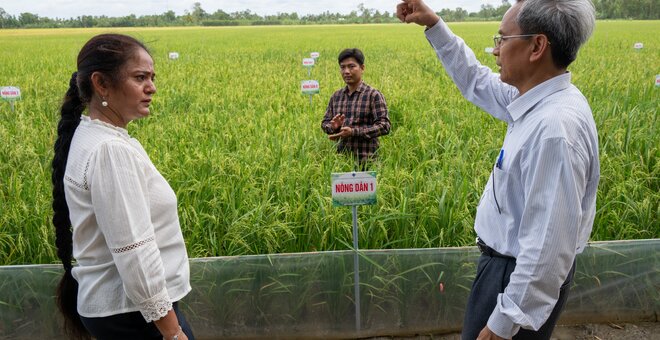 Vietnam Recognizes its First-Ever Rice Variety Derived from Crop Wild Relatives