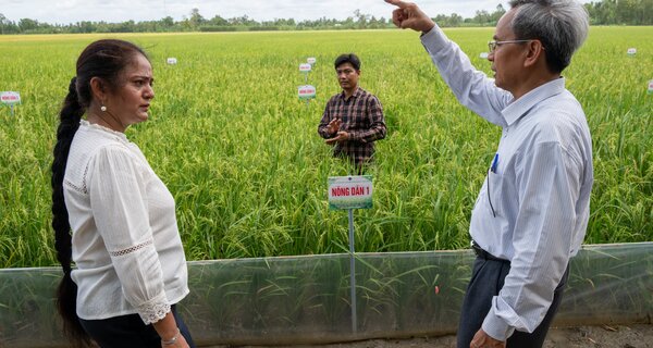 Vietnam Recognizes its First-Ever Rice Variety Derived from Crop Wild Relatives