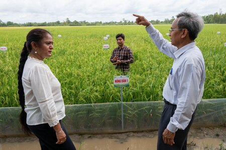 Vietnam Recognizes its First-Ever Rice Variety Derived from Crop Wild Relatives