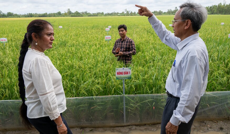 Vietnam Recognizes its First-Ever Rice Variety Derived from Crop Wild Relatives