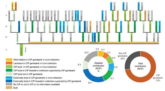 Pedigree of Victoria (CIP 381381.20) and calculation of the relative contribution of different materials.