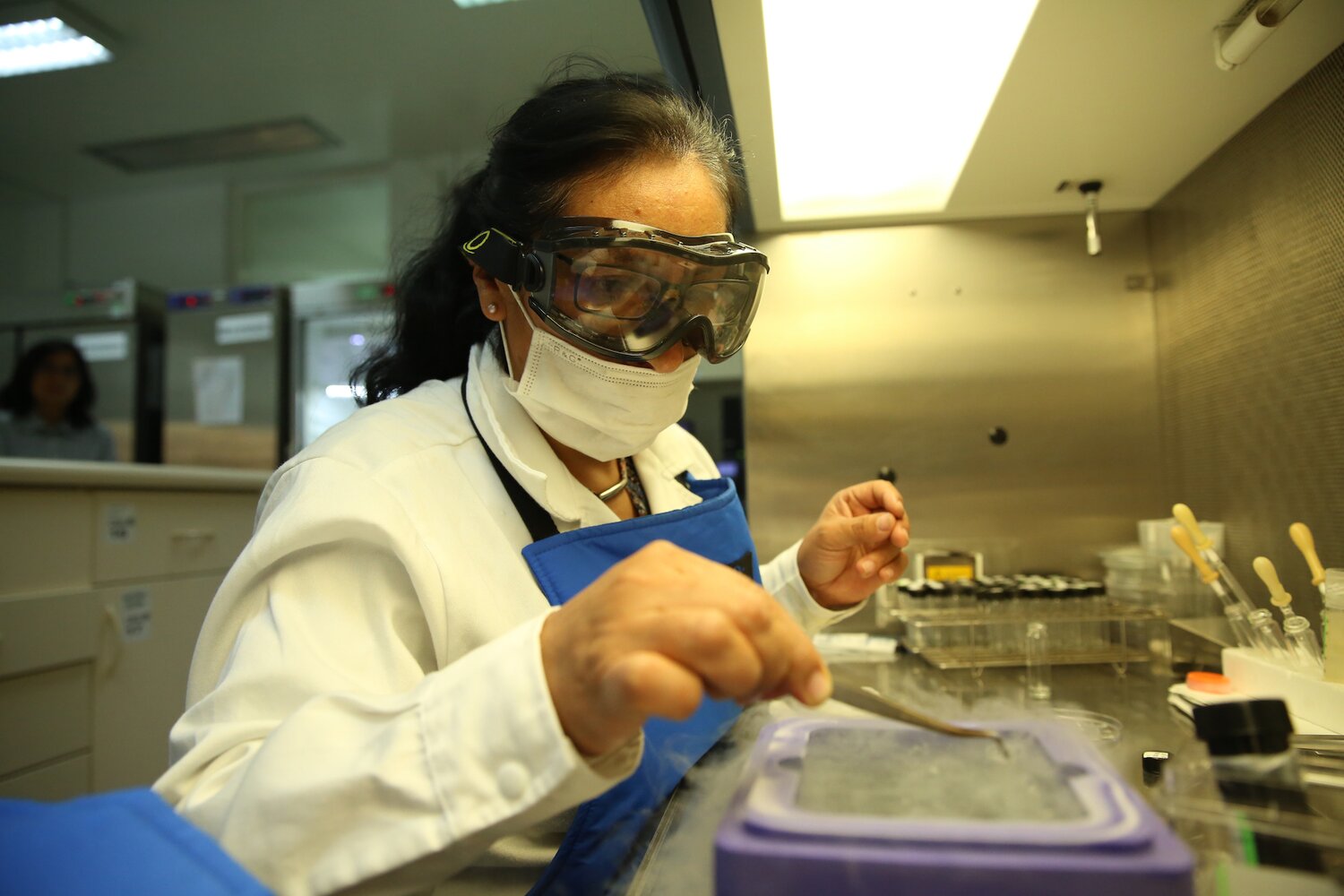 Freezing of potato apical buds in liquid nitrogen (LN) for cryopreservation. Ten apical buds are contained in a drop of PVS2 placed on a strip of aluminum foil and stored inside a cryovial filled with LN.