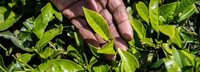 Hand holding fresh tea leaves