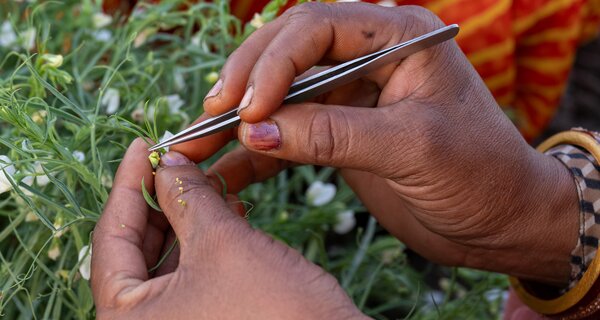 Unlocking Hidden Gems: a BOLD Journey to Resilient and Diverse Crops