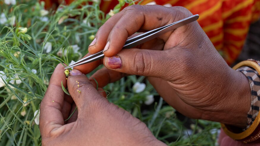 Unlocking Hidden Gems: a BOLD Journey to Resilient and Diverse Crops