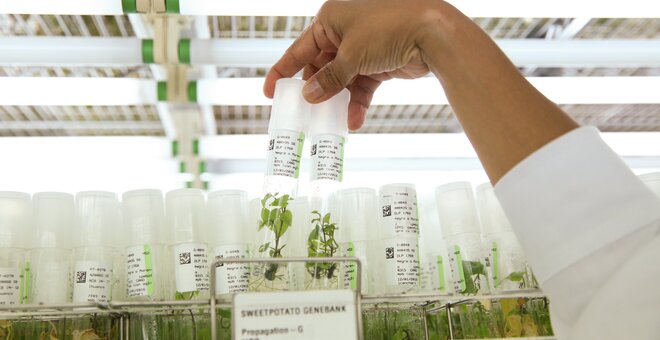 Vials of plantlets in genebank