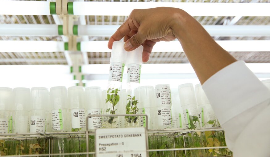 Vials of plantlets in genebank