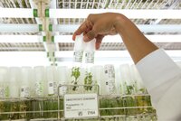 Vials of plantlets in genebank